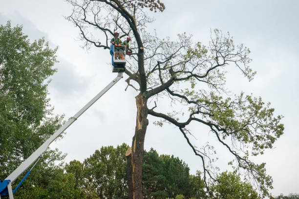 How Our Tree Care Process Works  in  Clarksville, AR